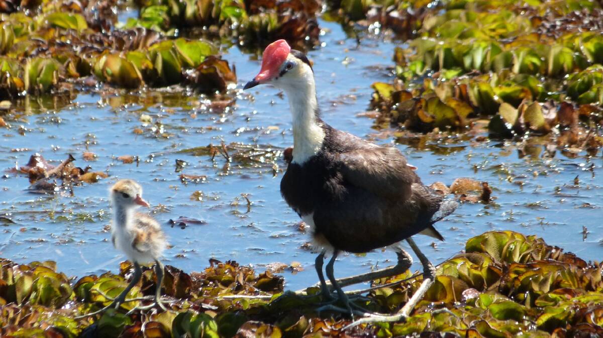 About one third of Australia's bird species are represented in Kakadu, with at least 60 species found in the wetlands. This is a male Jacana and his chick.