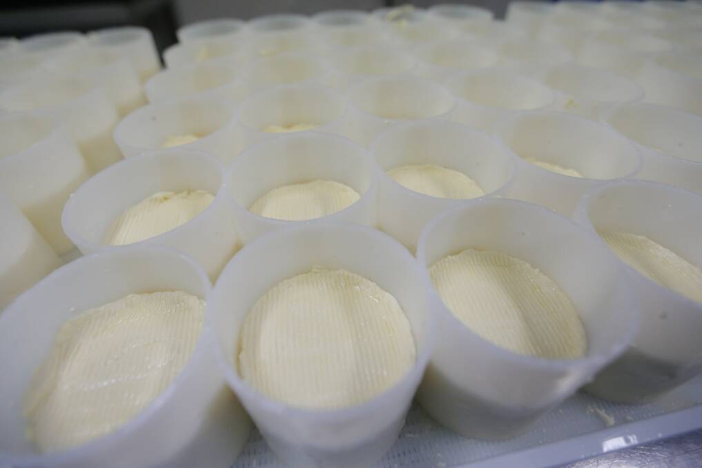 Apostle Whey: Brie cheese sits in moulds just after the production. Picture: Mark Witte