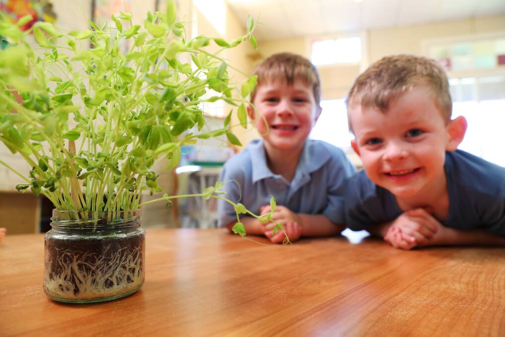 GROWING UP: Will Howard, 4, and Max Lancaster, 5, with a jar of snow pea seedlings they germinated and grew at St Mary's Rainbow preschool. Picture: Emma Hillier