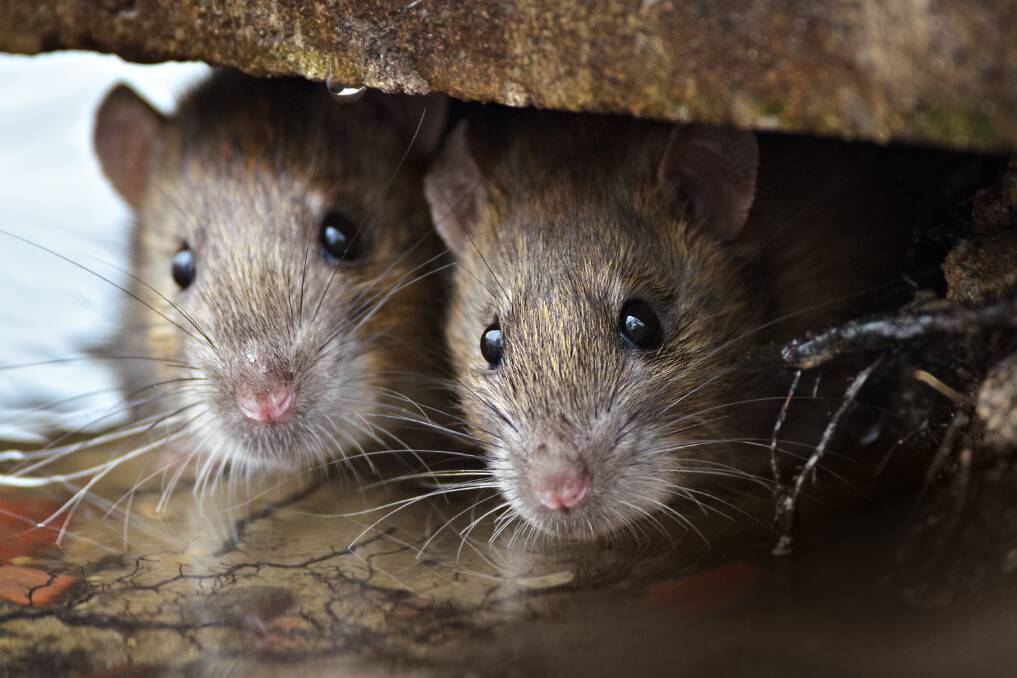 Selfish DNA: how new gene technology could stop the advance of mice
