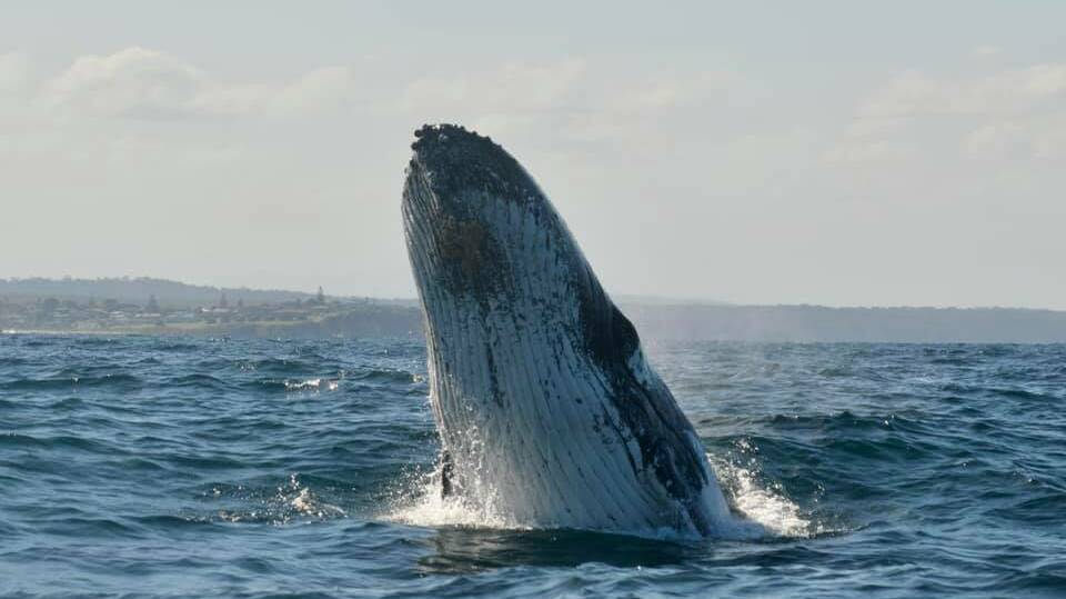 A mega pod of 500 humpback whales was reported off Narooma on Sunday, September 27. Image: Wazza Stubbs