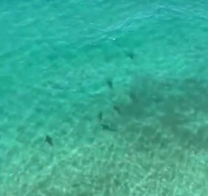 Westpac Life Saver Rescue Helicopter says their Moruya crew spotted more than 50 sharks between Moruya and Broulee on Sunday.
