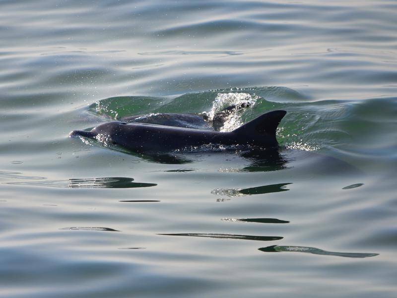 Researchers have found dolphins are attracted to the high-pitched frequencies of several instruments