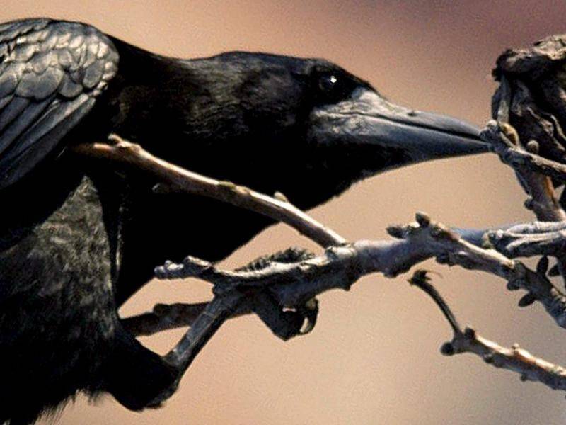 Scientists say Pacific island crows are the only non-human animal known to manufacture hooked tools.