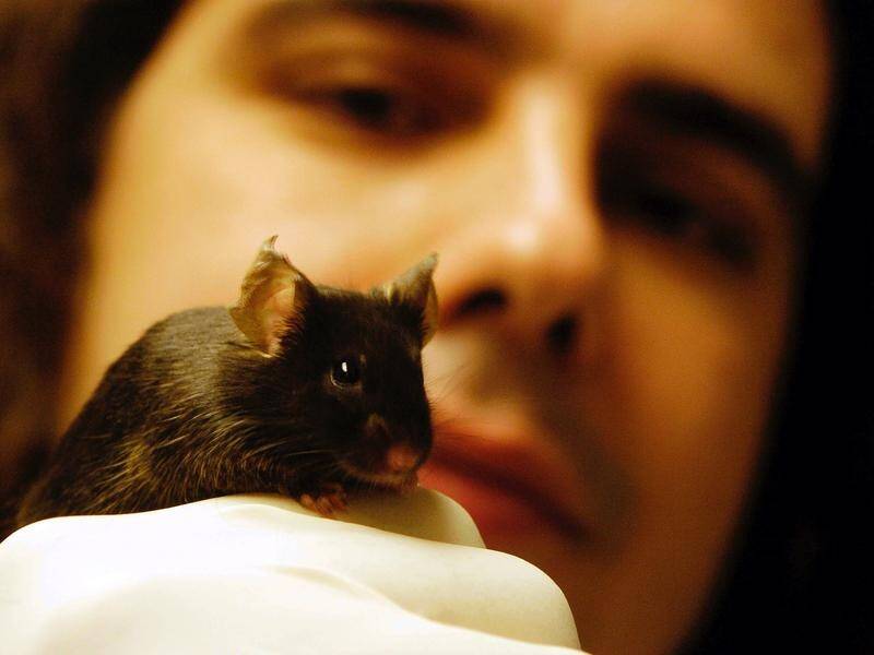 Scientists studying the decline of native species found mice that were thought to have died out.