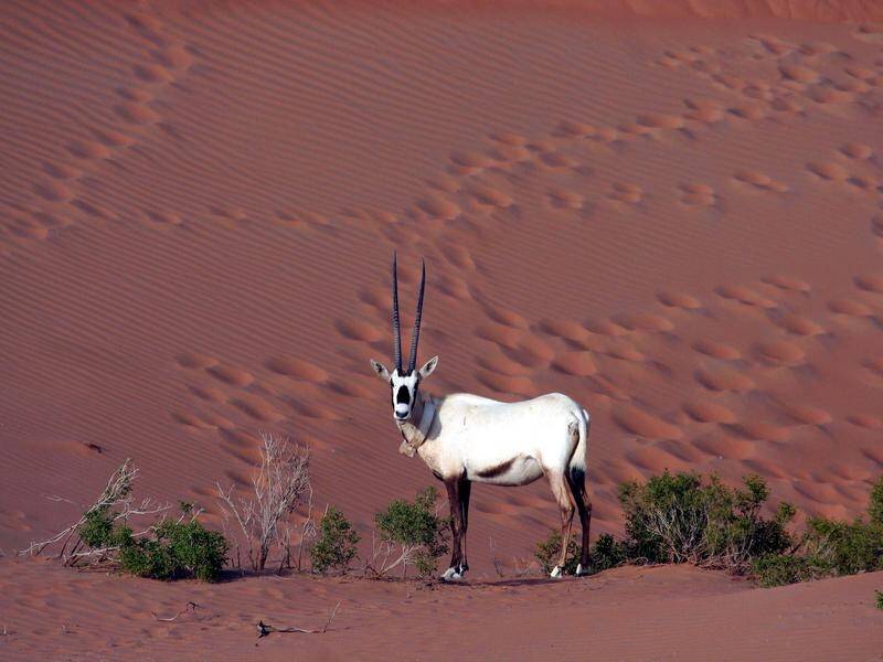 A French-Australian, kidnapped in Chad where he managed an oryx park, has been released. (AP PHOTO)