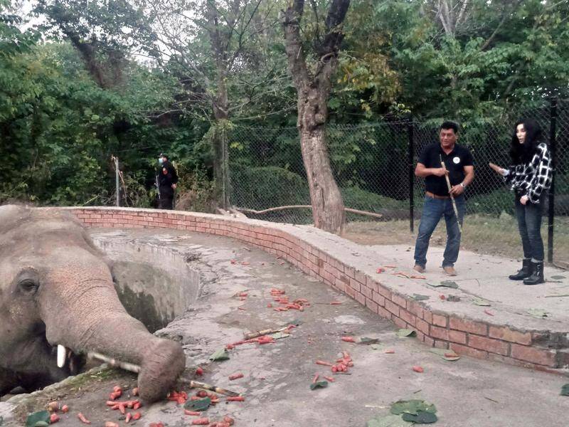 Cher makes a zoo visit to Kaavan the elephant who she's helped move to a sanctuary in Cambodia.