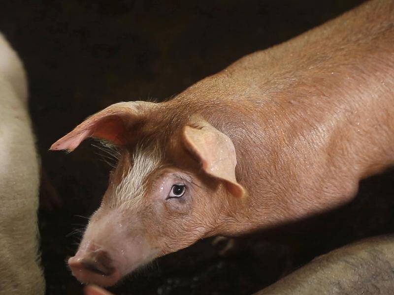 Asian nations are scrambling to contain the spread of the highly contagious African swine fever.