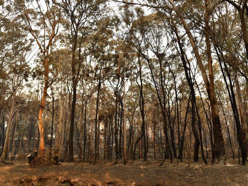 NSW nature conservationists are worried logging after the bushfires will decimate native forests.