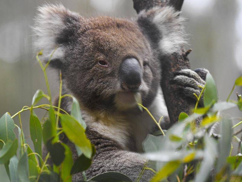 Only four of 26 recommendations from a 2018 koala protection plan have been acted on, Matt Kean says