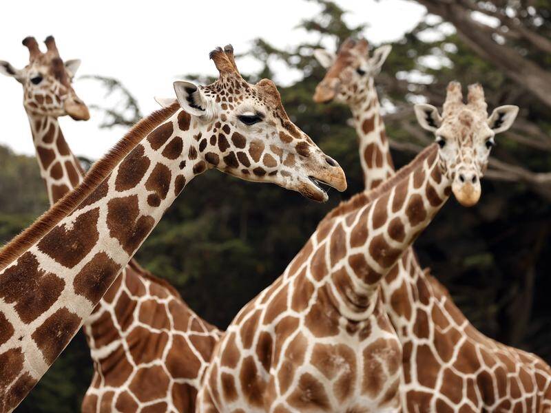 A new British study contrasts with the long-standing belief that giraffes have no social structure.
