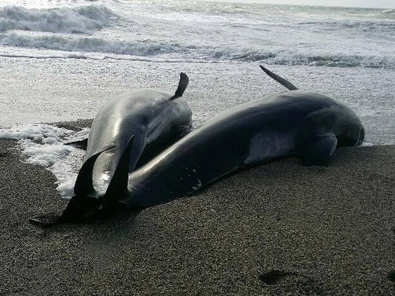 The stranded pilot whales couldn't be rescued due to their remote location on NZ's Chatham Island. (PR HANDOUT IMAGE PHOTO)
