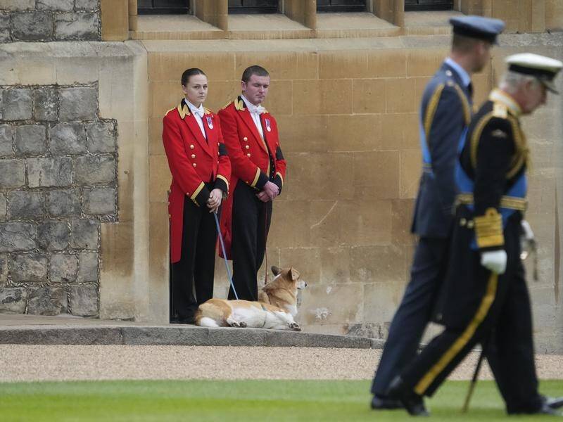 Corgis Muick and Sandy awaited the arrival of the coffin of Queen Elizabeth II at Windsor Castle. (AP PHOTO)