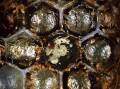 Varroa mite, pictured here inside a bee colony, has devastated bee industries overseas.