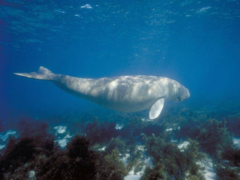 Studies confirm a decline in dugong populations along about 1200km of Queensland coastline. (PR HANDOUT IMAGE PHOTO)