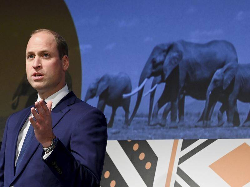 Prince William described as a "significant victory" the jailing of a man over ivory smuggling. (AP PHOTO)