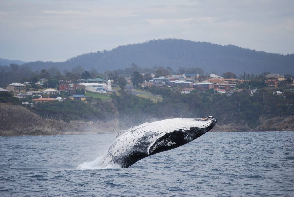 The Magnet's coverage of Eden being named the number one whale watching destination in Australia drew huge numbers of visitors to the website. Photo: Cat Balou Cruises.
