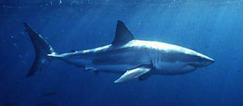 A shark, believed to have been a white pointer, was spotted in Twofold Bay last Sunday. Photo: titanicebook.com