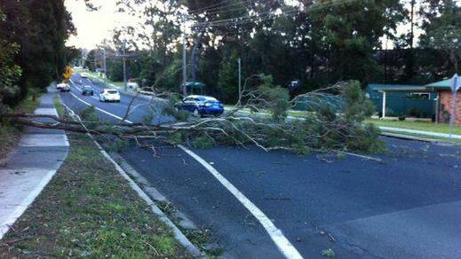 Trees were brought down by wild winds across parts of the South Coast on Tuesday afternoon. This one was causing problems on Illaroo Road at North Nowra around 4pm. PHOTO: Adam Wright, South Coast Register.
