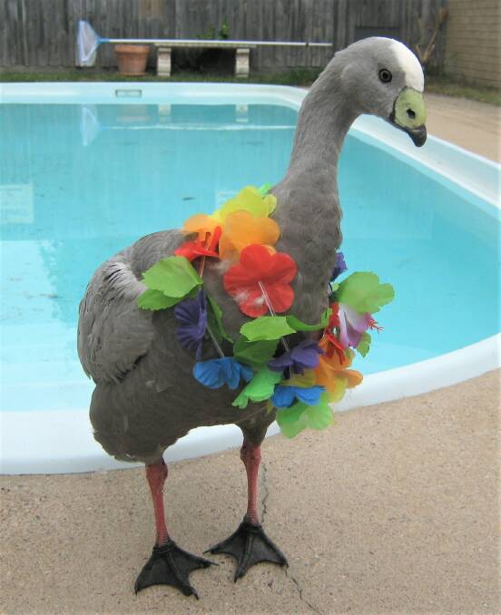 FESTIVE: Barry the Cape Barren goose celebrates at Potoroo Palace.