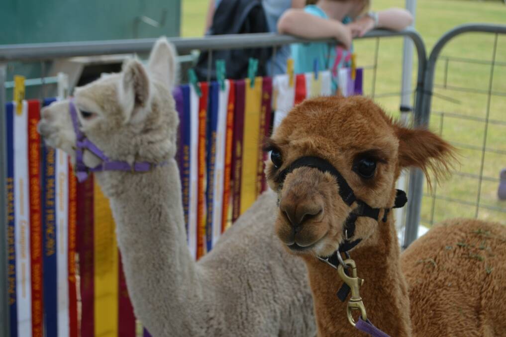 Alpacas Touchdown and Midnight Rambler look deceptively docile...that isn't a wad of spit in your jaw, Rambler?
